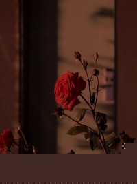 残阳与我立黄昏