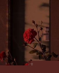 妻子死后，我才知自己被绿20年