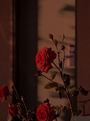 清明节，妻子让男助理代我祭祖